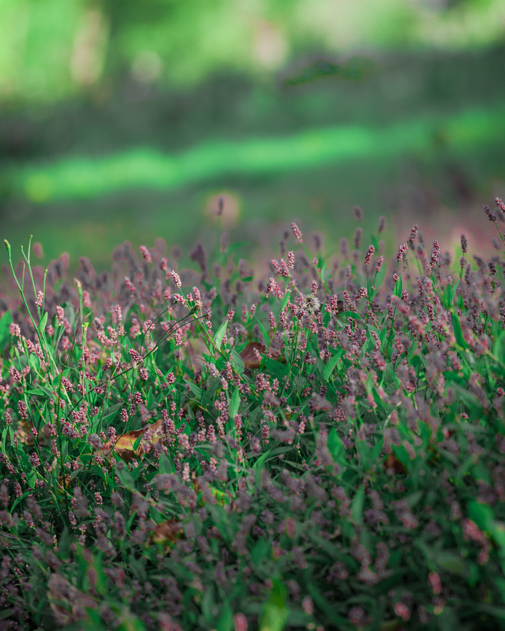 Light Studies - Image 24