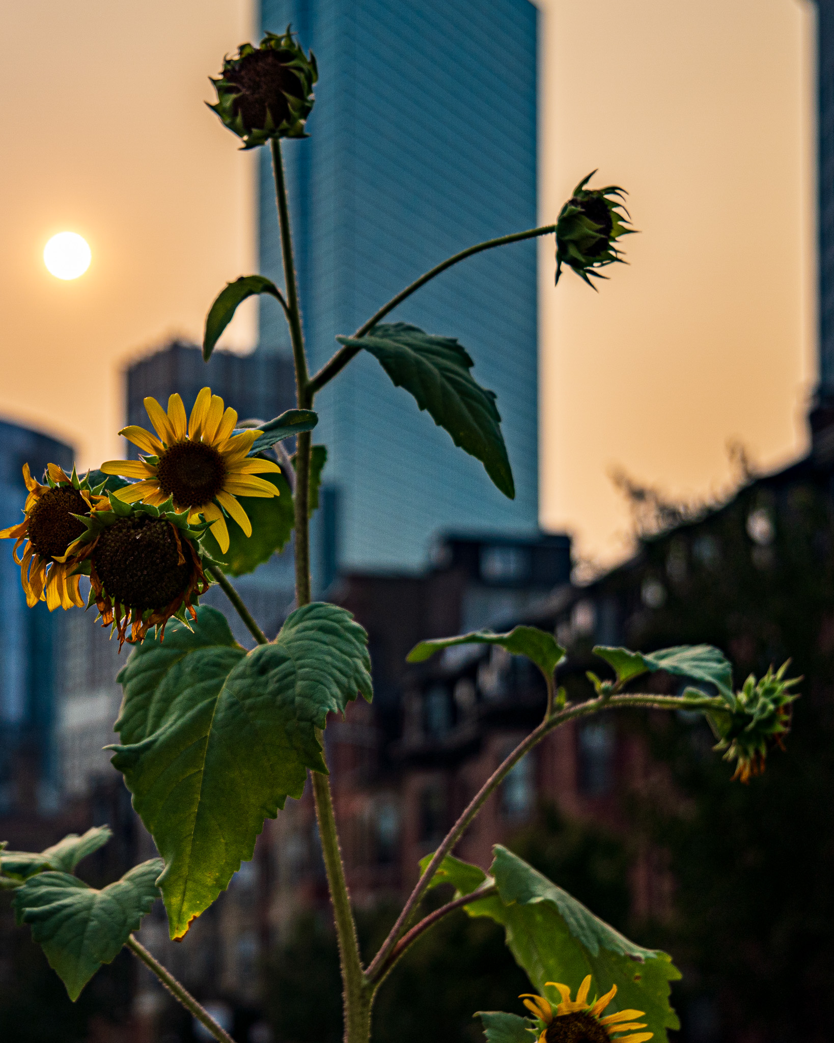 Urban Impressions - Image 4